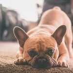 Furry Friends and Family Fun Creating Memories with Pets