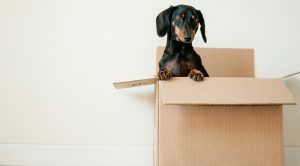 Readying Your New Home Before Moving In