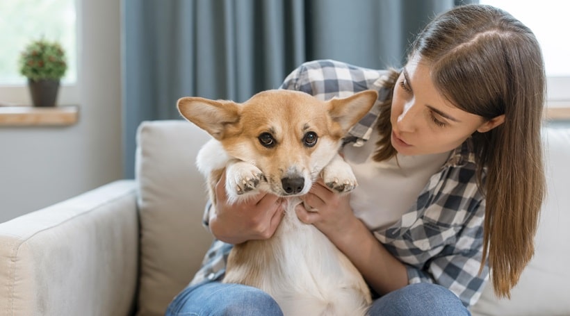 Read more about the article Beyond Bones: The Surprising Benefits of Yak Chews for Your Pet’s Health