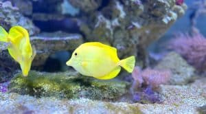 Read more about the article How to Avoid Common Mistakes When Setting Up a Saltwater Aquarium