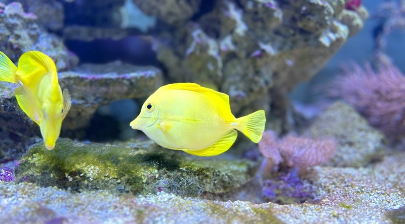 You are currently viewing How to Avoid Common Mistakes When Setting Up a Saltwater Aquarium