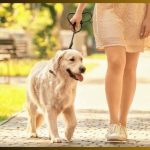 Dogs, Daily Walks and Recovery