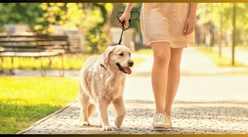 You are currently viewing Dogs, Daily Walks and Recovery: Why Routine Can Matter for Moms During Addiction Treatment